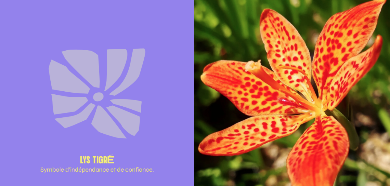 Illustration du projet P'tite Lumière & Cie